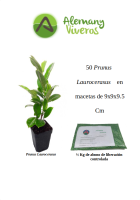 pack de 50 prunus laurocerasus M-10